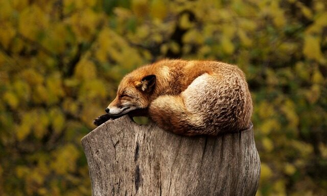 Ile Chłodzić czerwone wino?