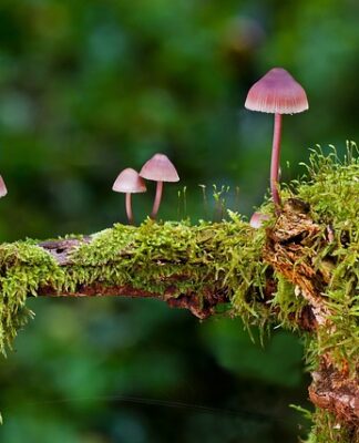 Co oznaczają kolory gąbek?