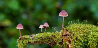 Do czego nie można używać magicznej gąbki?