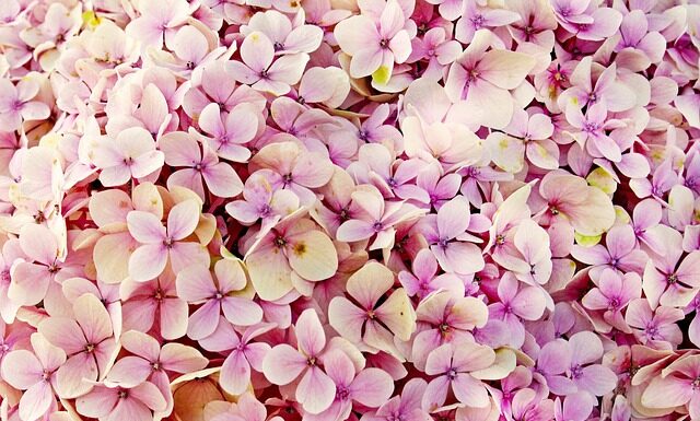 Czy hortensje można dać na tort? Czy hortensje można dać na tort?