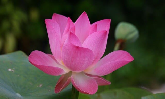 Co to znaczy po angielsku tenis?