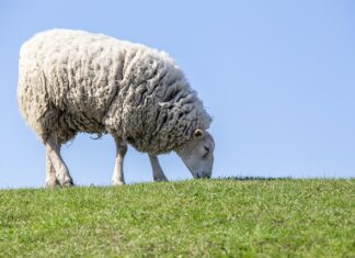 Co się dzieje z mięsem zwierząt futerkowych?